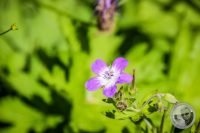 Watermark_24IMG_0411
