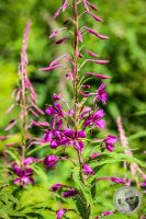Watermark_25IMG_0412