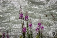 Watermark_33IMG_0419