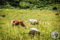Watermark_38IMG_0424