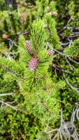 Watermark_134IMG_20260719_152455