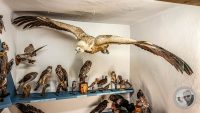 Watermark_79IMG_20260719_113217
