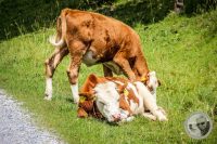 Watermark_108IMG_0558