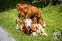 Watermark_109IMG_0559