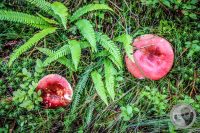 Watermark_32IMG_0475