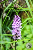Watermark_35IMG_0478