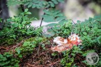 Watermark_40IMG_0483