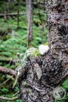Watermark_48IMG_0491