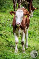 Watermark_52IMG_0495