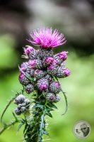 Watermark_53IMG_0496