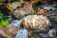 Watermark_67IMG_0508
