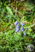 Watermark_71IMG_0512