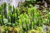 Watermark_80IMG_0521