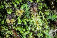 Watermark_81IMG_0522