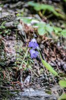 Watermark_84IMG_0529