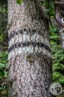 Watermark_85IMG_0530