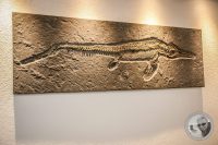 Watermark_79IMG_0649