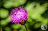 Watermark_38IMG_0694
