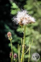 Watermark_39IMG_0695