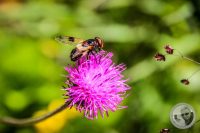 Watermark_44IMG_0700
