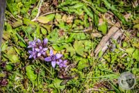 Watermark_49IMG_0705