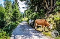 Watermark_55IMG_0713