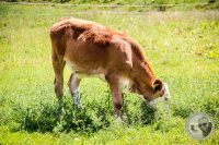 Watermark_59IMG_0718
