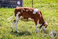 Watermark_60IMG_0719