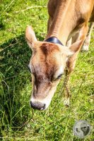 Watermark_61IMG_0720