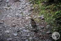 Watermark_39IMG_0756