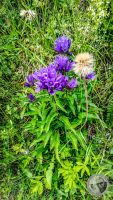 Watermark_57IMG_20260723_153116