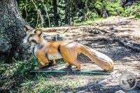 Watermark_54IMG_0831