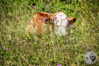 Watermark_76IMG_0856