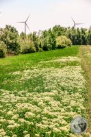 Watermark_11IMG_8873