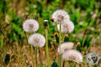 Watermark_13IMG_8875