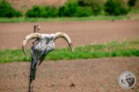 Watermark_20IMG_8887