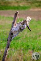 Watermark_21IMG_8888