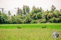 Watermark_22IMG_8889
