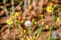 Watermark_26IMG_8894