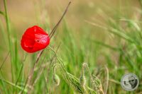 Watermark_31IMG_8901