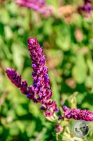 Watermark_3IMG_8865