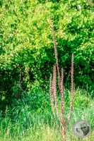 Watermark_4IMG_8866