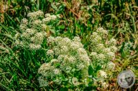 Watermark_9IMG_8871