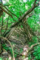 Watermark_12IMG_8981