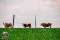 Watermark_23IMG_8992