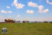 Watermark_26IMG_8995