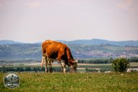 Watermark_31IMG_9000
