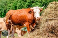 Watermark_36IMG_9005