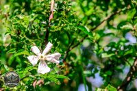 Watermark_3IMG_8971