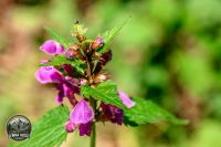 Watermark_4IMG_8972